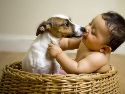 愛犬と赤ちゃんが一緒に暮らす上で気をつけて欲しいこと！