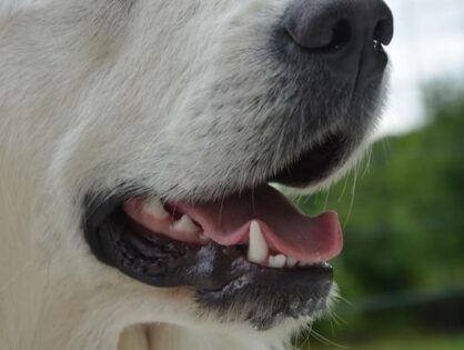 愛犬に多い歯周病・その原因と対策