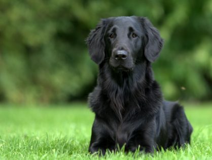 心の優しい大型犬、フラットコーテッド・レトリバー その魅力とお迎えする前に知っておきたいこと