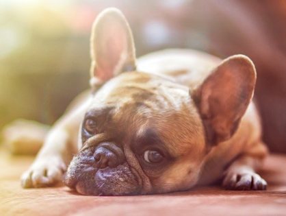 愛犬にも起きる高脂血症。どんな病気か知っていますか？
