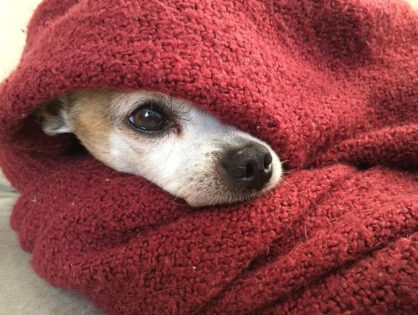 寒い冬もぽかぽか!愛犬のための防寒グッズ&対策まとめ